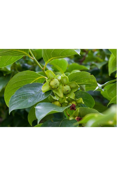 Diospyros kaki ‘Ukrainka’